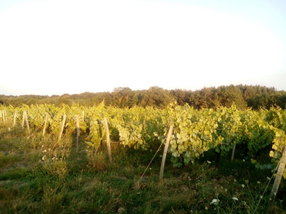 Mas Des Vignes Piscine Chauffee Acomodação com café da manhã Le Champ-Saint-Pere Exterior foto